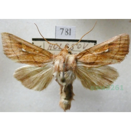 Mythimna conigera (Denis & Schiffermüller, 1775) Piętnówka mokradlica Czech78l